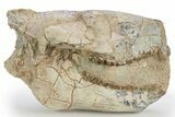 Gorgeous, Fossil Oreodont (Merycoidodon) Skull - South Dakota #249251-1